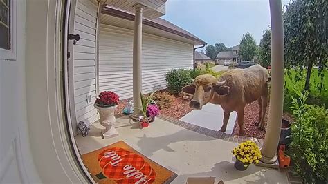 PHill the missing Iowa water buffalo immortalized on Raygun T.